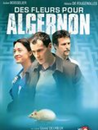 Des fleurs pour Algernon streaming