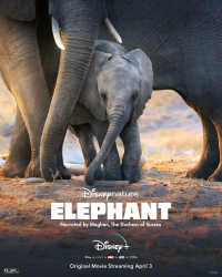 Eléphants streaming